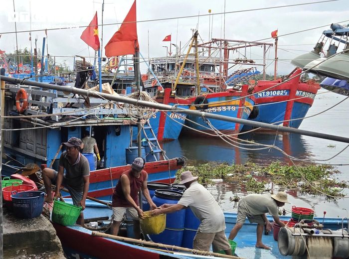 Ông Nguyễn Tấn Quang, Trưởng Ban quản lý Cảng cá Tịnh Kỳ, cho biết lượng tàu cập cảng tăng mạnh trong những ngày cao điểm trúng cá cơm. Để bảo đảm hoạt động tại cảng diễn ra thông suốt, Ban quản lý phải huy động 100% lực lượng, túc trực 24/24 giờ.