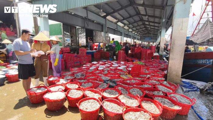 Những ngày gần đây, cảng cá Tịnh Kỳ (xã Tịnh Khê, tỉnh Quảng Ngãi) tràn ngập bầu không khí rộn ràng bởi tiếng động cơ tàu thuyền, tiếng gọi nhau í ới của các thuyền viên và tiếng ngã giá xôn xao của thương lái. Đặc biệt hơn hết là tiếng cười giòn tan của các ngư dân địa phương khi trúng đậm mùa cá cơm trái vụ.