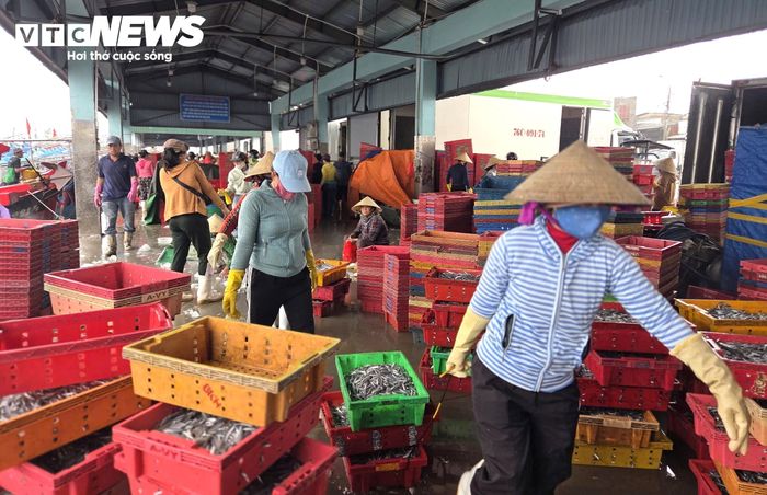 Không chỉ mang lại nguồn thu nhập dồi dào cho ngư dân, việc các tàu liên tục trúng đậm cá cơm cũng giúp người lao động chuyên bốc dỡ hải sản tại cảng Tịnh Kỳ hết sức phấn khởi. Chị Phạm Thị Nhanh, trú xã Đông Sơn, cho hay: “Những ngày cao điểm, mỗi lao động bốc dỡ có thể kiếm khoảng 200.000-300.000 đồng/ngày. Công việc không cố định thời gian, có khi phải làm liên tục từ tàu này sang tàu khác cho đến khi hoàn tất việc đưa cá lên bờ. Ngư dân bội thu thì những lao động trên bờ như tôi cũng mừng lây”.