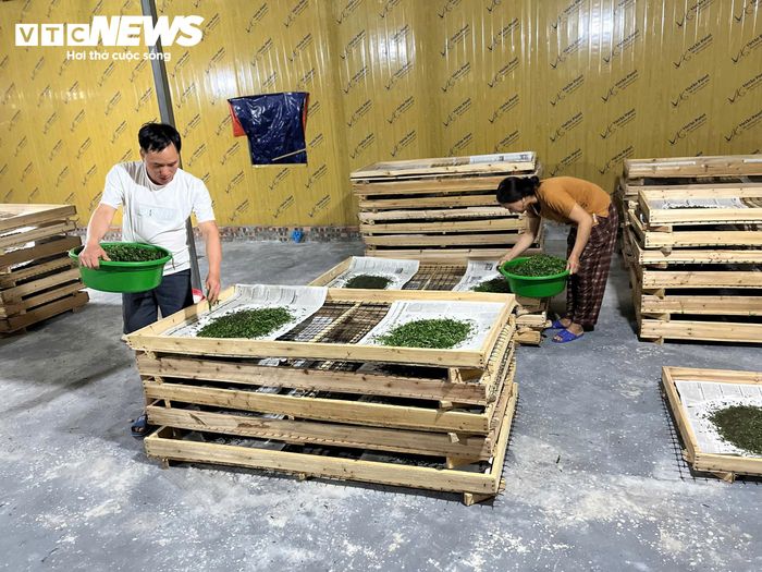 Mô hình trồng dâu nuôi tằm đã tạo công việc ổn định, thu thập tốt hơn cho người dân xã Hưng Đạo, mỗi năm từ 150-200 triệu đồng.