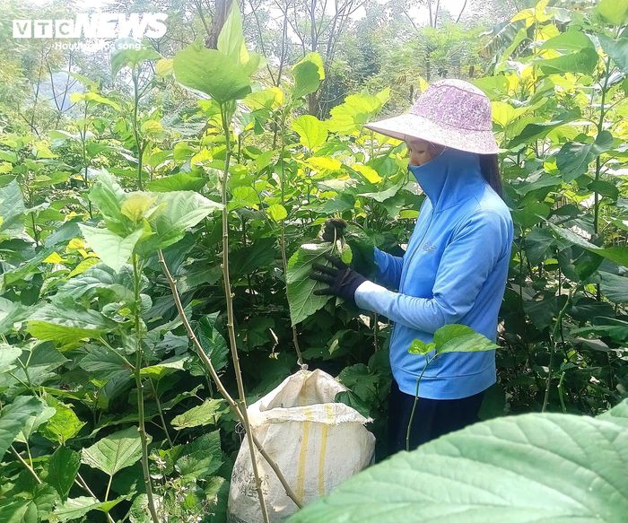 Người dân được cán bộ xã hướng dẫn cách chăm sóc, nuôi trồng, phòng trừ sâu bệnh, để cây dâu phát triển xanh, tốt.