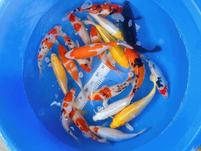 Mô hình nuôi cá Koi nếu được đầu tư bài bản thì có nhiều tiềm năng phát triển và mở rộng thị trường. Ảnh: Thảo Nguyên
