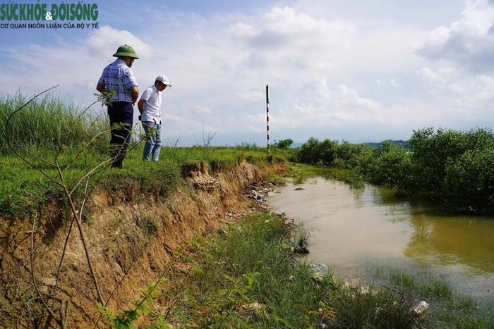 Người dân gia cố tạm, trồng cây giữ đất nhưng đến mùa mưa lũ, nhiều đoạn bờ sông tiếp tục bị khoét sâu. Ảnh: Thanh Trung.