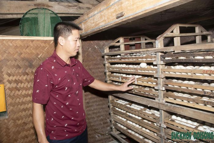Anh Trần Bảo Trung chủ động nguồn con giống, từ đàn vịt được gây dựng qua nhiều năm chọn lọc, mua gom trong dân. Ảnh: Song Hoàng.