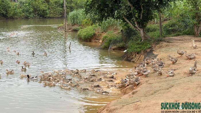 Hiện mô hình nuôi vịt bầu Quỳ đang được nhiều hộ dân ở khu vực miền Tây Nghệ An phát triển. Ảnh: Song Hoàng.