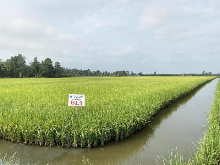 Cánh đồng lúa - tôm từ giống lúa BL ở xã Vĩnh Lộc phát triển xanh tốt. Ảnh: Nguyên Du