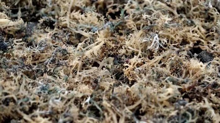  Những cây rong biển bị hư hại do nắng nóng. 