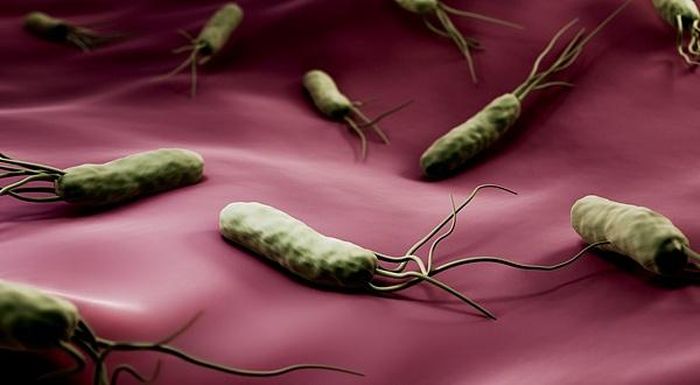  Vi khuẩn H. pylori có thể tồn tại trong niêm mạc dạ dày, gây viêm kéo dài và liên quan đến nguy cơ ung thư dạ dày. Ảnh: Sina.