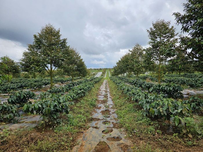 Vườn cà phê Arabica tại Nông trường Hàm Rồng và Nông trường Hòa Bình (Gia Lai) của Hoàng Anh Gia Lai. Ảnh: HAG.