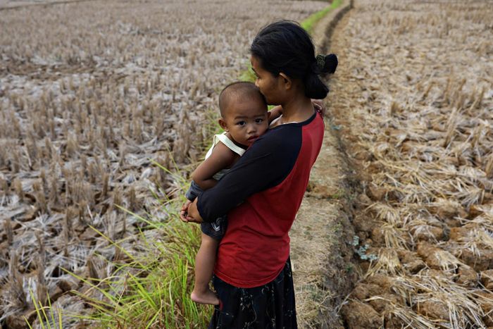 Cảnh hạn hán ở làng Cibadak, Bekasi Regency, tỉnh Tây Java, Indonesia ngày 28/9. Ảnh: Reuters.