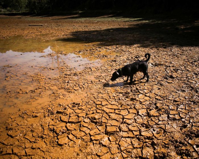 Hạn hán ở Indonesia do ảnh hưởng của Siêu El Niño. Ảnh: Reuters.