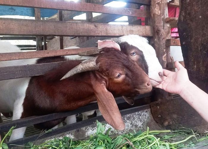 Mô hình nuôi dê sinh sản và thương phẩm ở An Giang