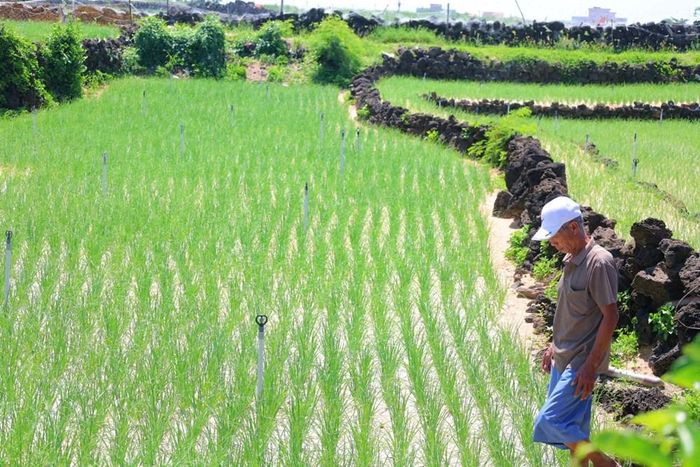 Người dân Lý Sơn xếp những phiến đá núi lửa thành bờ bao quanh ruộng hành, tỏi và hoa màu