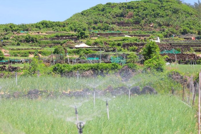 Từ những phiến đá núi lửa, người dân Lý Sơn đã tạo nên không gian canh tác vừa độc đáo vừa hài hòa với thiên nhiên