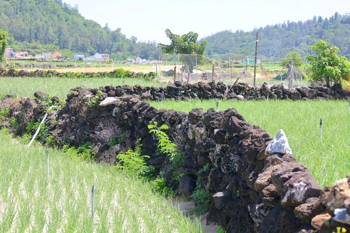 Những phiến đá với nhiều hình dạng, kích thước được xếp chồng tự nhiên quanh từng thửa ruộng