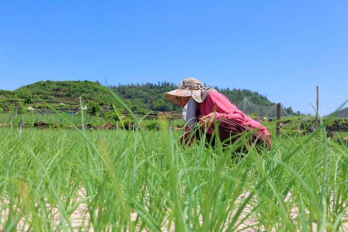 Không gian xanh của những cánh đồng hành, tỏi