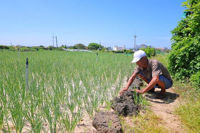 Người dân tận dụng những phiến đá núi lửa để tạo ranh giới và giữ đất cho từng thửa ruộng