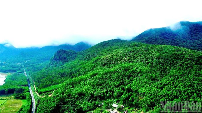 Quảng Trị là một trong các địa phương có diện tích rừng lớn trong cả nước. (Ảnh: CTV)