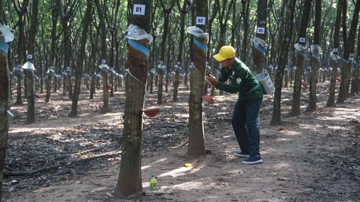 Thí sinh thực hiện phần thi thực hành cạo mủ cao-su tại vườn cây. (Ảnh: A.T)
