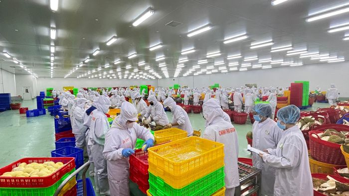  Chế biến sầu riêng xuất khẩu tại Chánh Thu Group. Ảnh: VIỆT HƯƠNG 