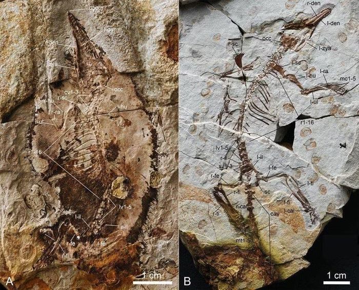 Hóa thạch gần như nguyên vẹn của loài khủng long Kayrasaurus changliensis.