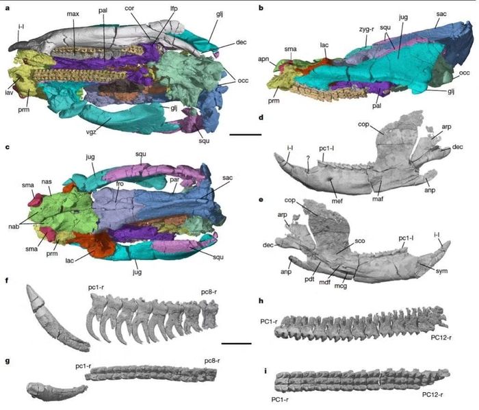 Các phần xương hóa thạch sau khi được khai quật, phục dựng bằng công nghệ 3D.