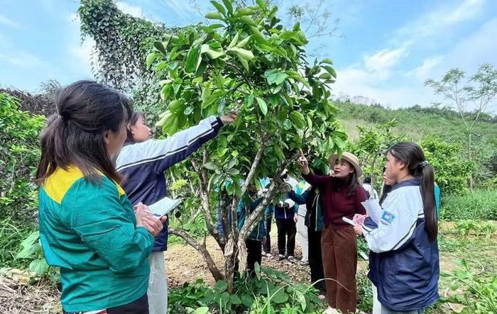 Học sinh thực hành kỹ thuật cắt tỉa, tạo tán cây ăn quả, gắn kiến thức nghề với thực tế sản xuất (Ảnh: Trường Trung cấp nghề Dân tộc nội trú Phú Thọ).
