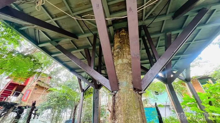 Những căn nhà được xây dựng trên thân cây cổ thụ hoặc hệ thống cột gỗ cao, nằm ẩn dưới những tán cây xanh