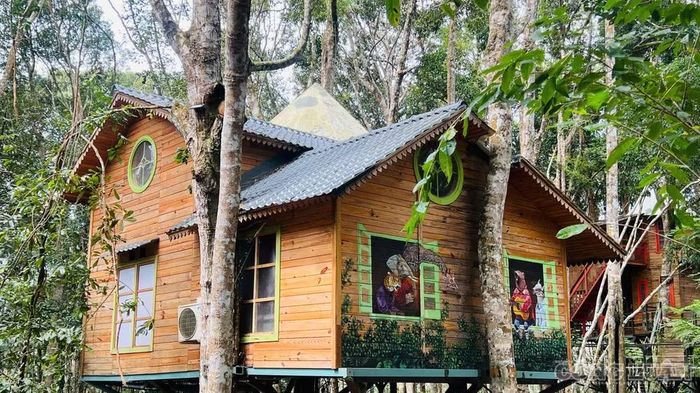 Nhiều cây "mọc" lên ngay trong nhà, đâm thủng mái để hướng lên nền trời xanh