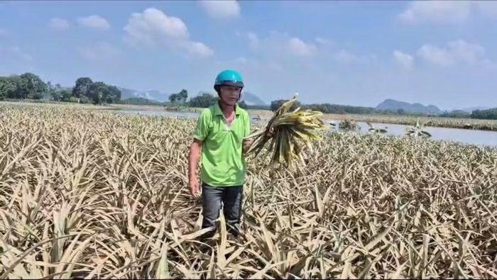 Hàng trăm ha dứa ngập do lũ.