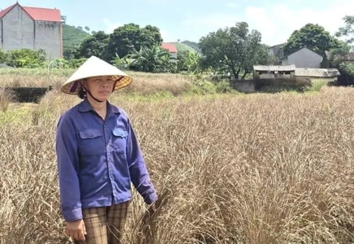 Mía, sả héo úa, chết sau lũ