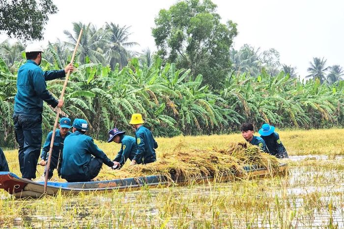 Tại ấp Nhà Máy B, xã Khánh Hưng có gần 50 ha lúa đang kỳ thu hoạch bị ngập lụt. Hiện hơn 30 nhân sự của Ban Chỉ huy Quân sự xã Khánh Hưng đã ra quân cắt lúa để giảm bớt thiệt hại cho bà con.