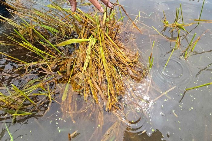 Đại úy Bùi Văn Mãi - Phó Chỉ huy trưởng Ban Chỉ huy Quân sự xã Khánh Hưng cho biết: "Trong thời chiến, nhân dân nuôi bộ đội để đánh giặc bảo vệ Tổ quốc. Đến thời bình, ngoài nhiệm vụ sẵn sàng chiến đấu bảo vệ quê hương, lực lượng quân sự luôn quan tâm, chủ động hỗ trợ bà con trước thiên tai”.