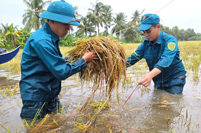  Nước ngập﻿ sâu khiến máy gặt đập liên hợp không thể vận hành, buộc phải gặt tay, nhưng nhân công tại địa phương không có. 