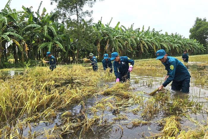 Ông Nguyễn Vũ Bằng - Phó Chủ tịch UBND xã Khánh Hưng cho biết, trên địa bàn còn hơn 1.700 ha lúa chưa thu hoạch. Ngoài cử lực lượng đến trực tiếp hỗ trợ, chính quyền cũng vận động bà con gia cố bờ bao, chủ động bơm tát nước cứu lúa.