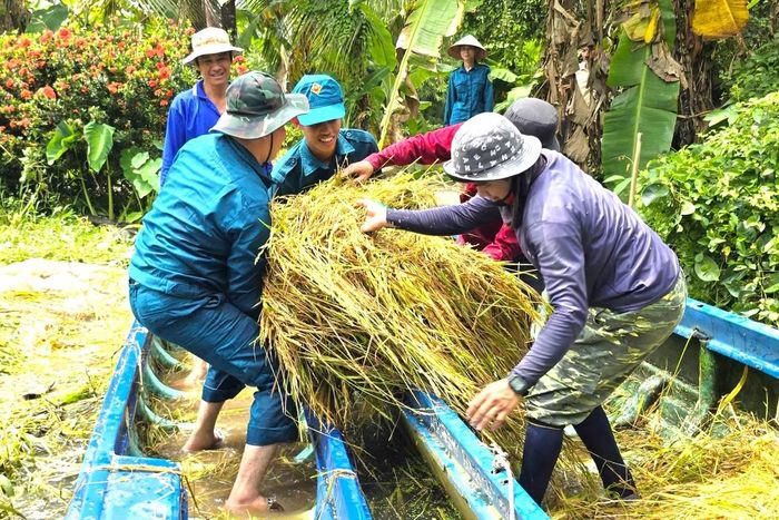 Trong quá trình làm việc, ai cũng cẩn thận từng chút để hạn chế tối đa thất thoát, từ khâu cắt đến khâu vận chuyển lúa về nhà cho bà con.