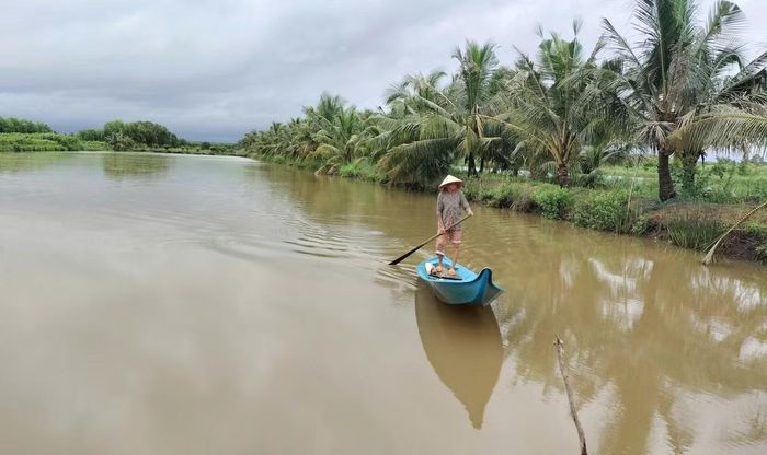 Theo thống kê từ Sở Nông nghiệp và Môi trường Cà Mau, từ ngày 19-25/9, toàn tỉnh có 6.866 ha lúa Hè – Thu bị ngập úng, ngã đổ; hơn 11.000 ha lúa - tôm mới gieo sạ bị ngập sâu. Trong ảnh: Do ngập sâu, cánh đồng lúa - tôm mới gieo sạ mênh mông nước.