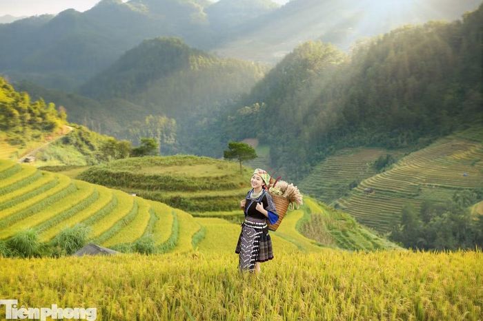 Ông Trần Ngọc Hiệp - Chủ tịch UBND xã Mù Cang Chải cho biết thời tiết đẹp, lúa chuẩn bị vào vụ thu hoạch, thu hút đông du khách đến địa phương. Theo thống kê, từ sau dịp lễ 2/9, Mù Cang Chải thường đón khoảng 11.000 lượt khách mỗi tuần, tập trung chủ yếu vào hai ngày cuối tuần. Mù Cang Chải có khoảng 2.200ha ruộng bậc thang, trong đó 330ha được xếp hạng danh thắng quốc gia đặc biệt. Nơi đây nổi tiếng với cảnh quan ruộng bậc thang, đẹp nhất vào hai mùa nước đổ (tháng 4-5) và mùa lúa chín (tháng 9-10), gắn với chu kỳ sản xuất lúa của đồng bào Mông.