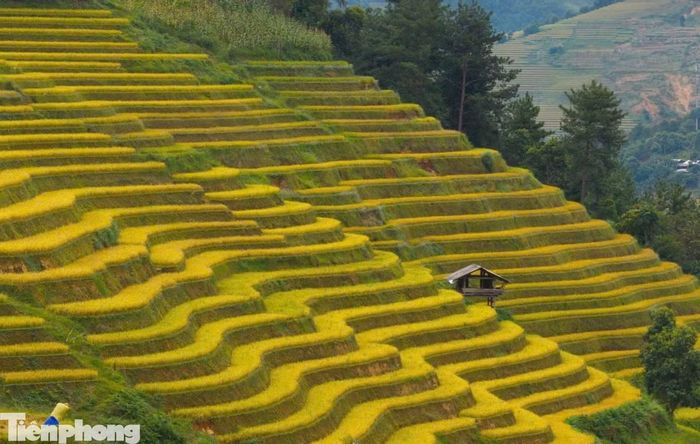  Những thửa ruộng bậc thang đang vào độ chín vàng, nổi bật giữa núi rừng xanh ngắt, tạo nên khung cảnh đặc trưng của xã Mù Cang Chải﻿, tỉnh Lào Cai mỗi mùa thu. 