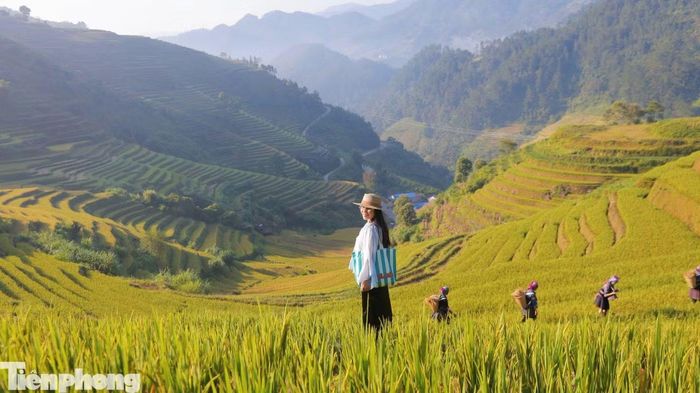 Mỗi góc nhìn lại mang một vẻ đẹp khác nhau, từ những thửa ruộng nối tiếp trên sườn núi đến bản làng, đồng bào dân tộc trong trang phục truyền thống đang gặt lúa giữa sắc vàng mùa gặt.