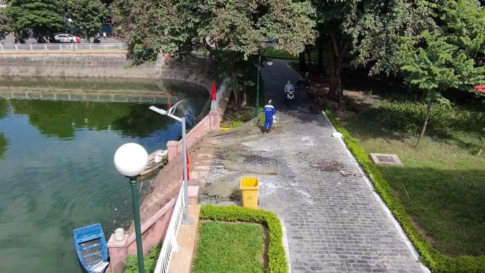 Công nhân vệ sinh môi trường tổ chức vớt, thu gom và chở đi tiêu hủy lượng cá chết trong sáng 29/9.