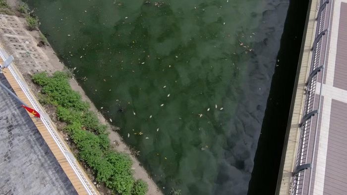 Ven mặt hồ, nhiều cá có dấu hiệu thiếu khí, bơi chậm nổi sát mặt nước bên cạnh các xác cá chưa kịp vớt.