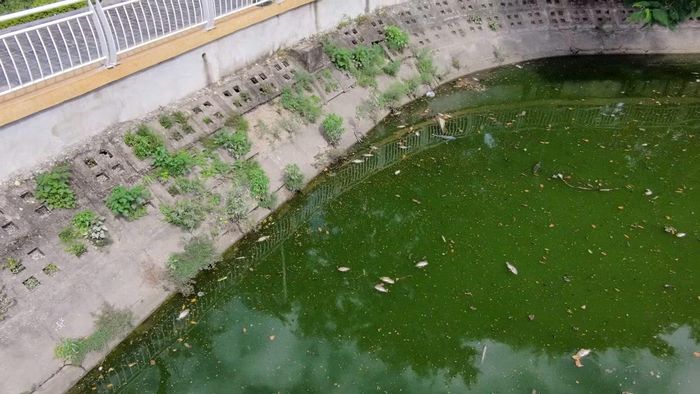 Tình trạng cá chết tại hồ công viên Nghĩa Đô được người dân phát hiện 2-3 ngày qua. Nhiều người sống gần hồ cho biết thời tiết nắng nóng kết hợp với nguồn nước thải sinh hoạt chảy vào hồ qua cửa cống, có thể đã tác động tiêu cực đến môi trường sống của cá.