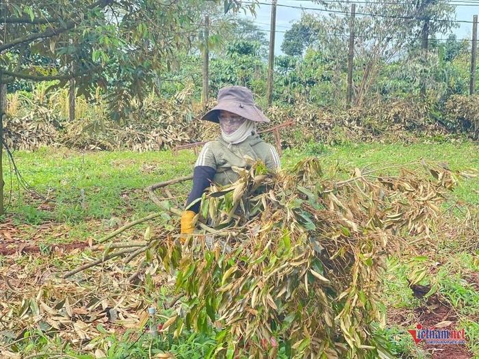 Người dân thu dọn cành lá sầu riêng sau khi đã cắt bỏ. Ảnh Trần Hoàn