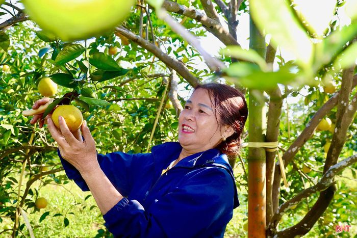 Từ trồng cam, người dân xã Vũ Quang có kinh tế ổn định.