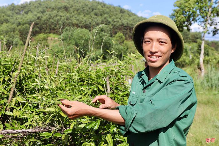 Nhờ chăm sóc tốt nên cây ba kích tím mang lại kinh tế cao cho gia đình anh Vượng.