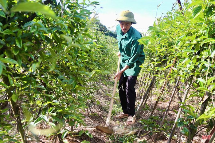 Vườn ba kích tím rộng hơn 2 ha của anh Phan Đăng Vượng ở thôn Tân Sơn.