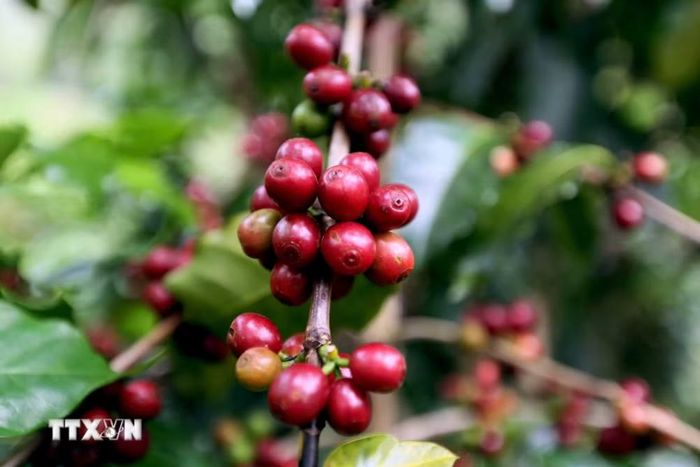 Sơn La hiện có diện tích, sản lượng càphê Arabica lớn nhất cả nước. (Ảnh: Quang Quyết/TTXVN)