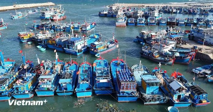 Xác nhận nguồn gốc nguyên liệu thủy sản từ khai thác. (Ảnh minh họa. Nguồn: Vietnam+)