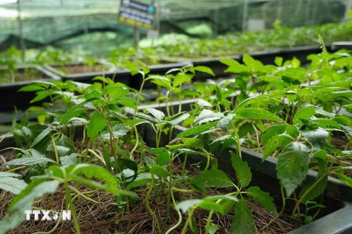 Giống sâm Lai Châu tại Hợp tác xã Bảo tồn và phát triển giống sâm núi Lai Châu tại xã Tả Lèng. (Ảnh: Nguyễn Oanh/TTXVN)